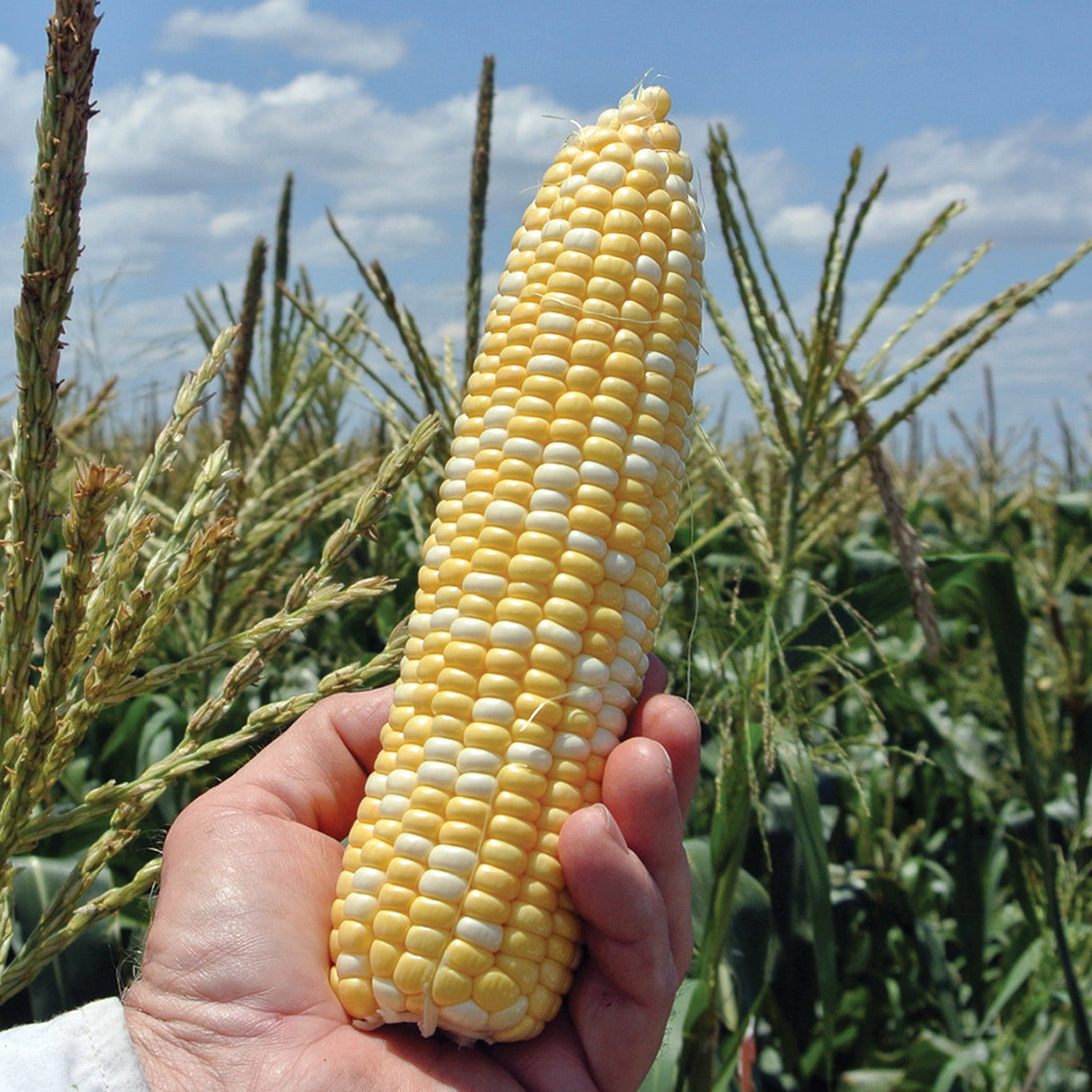 Sweet Corn, ACes Bicolor Hybrid, Treated