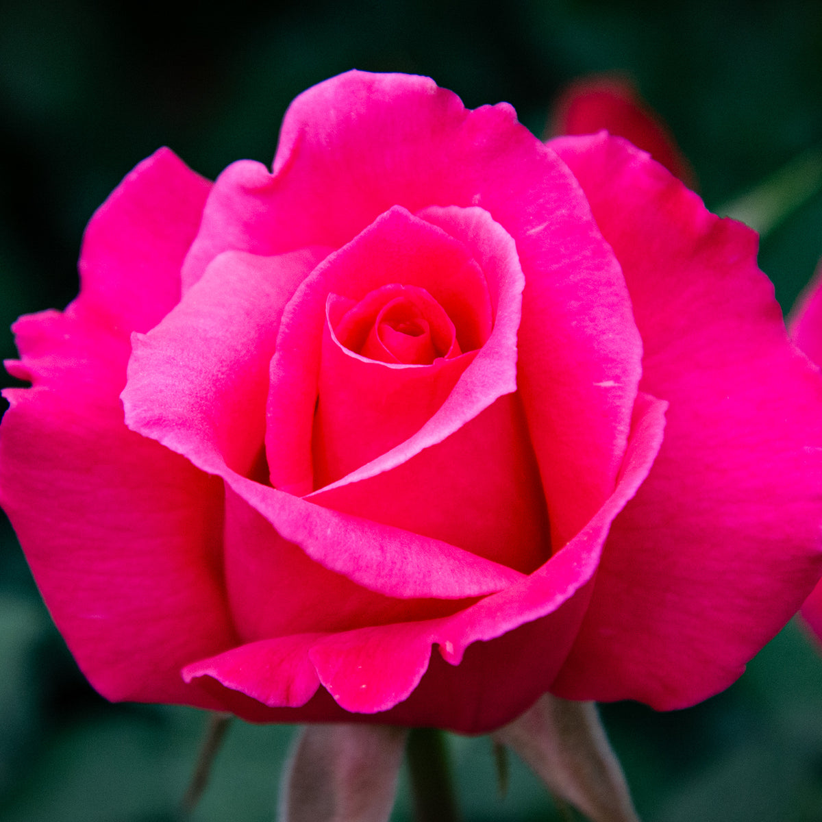 Rose, Hybrid Tea, Electron