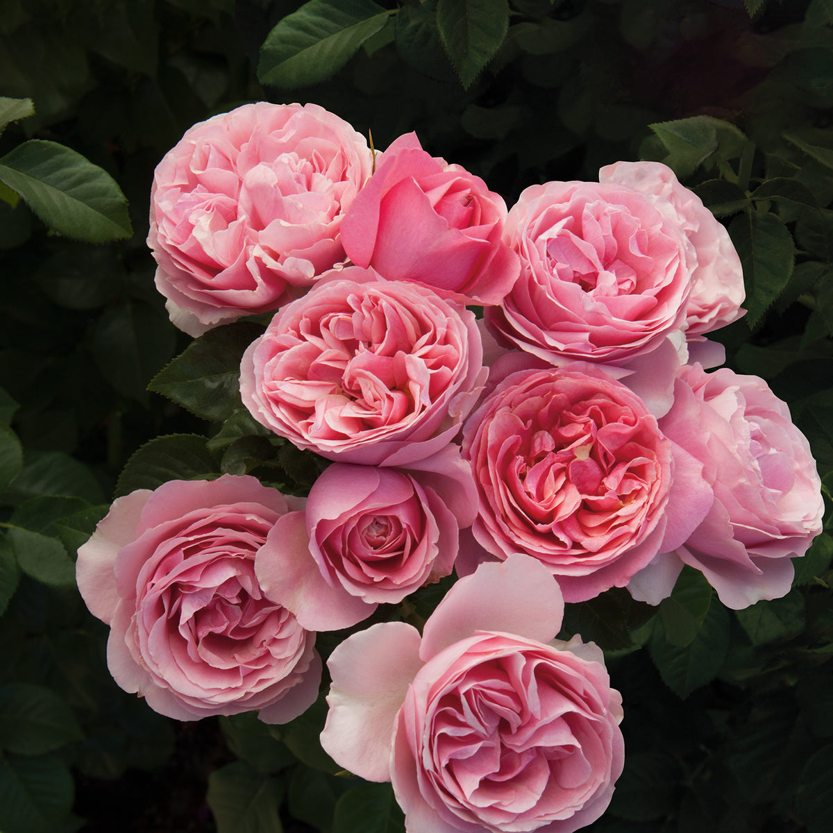 Rose, Grandiflora, All Dressed Up™
