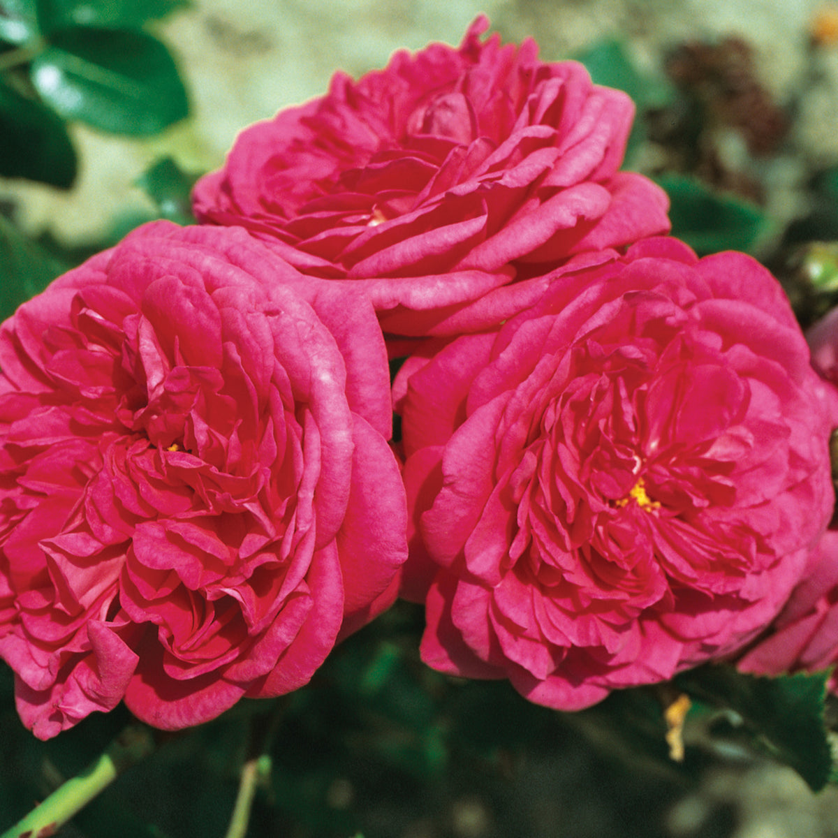 Rose, Climbing, Laguna™
