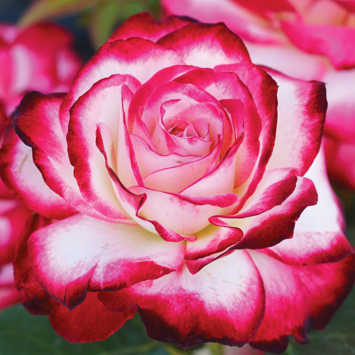 Rose, Grandiflora, Cherry Parfait™