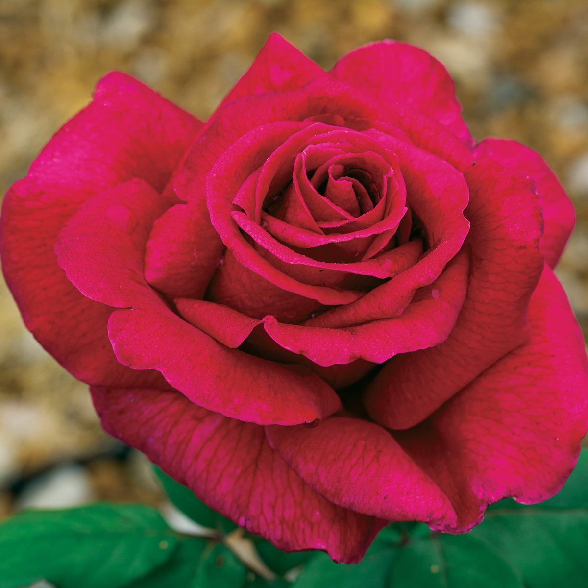 Rose, 36" Tree, Mister Lincoln