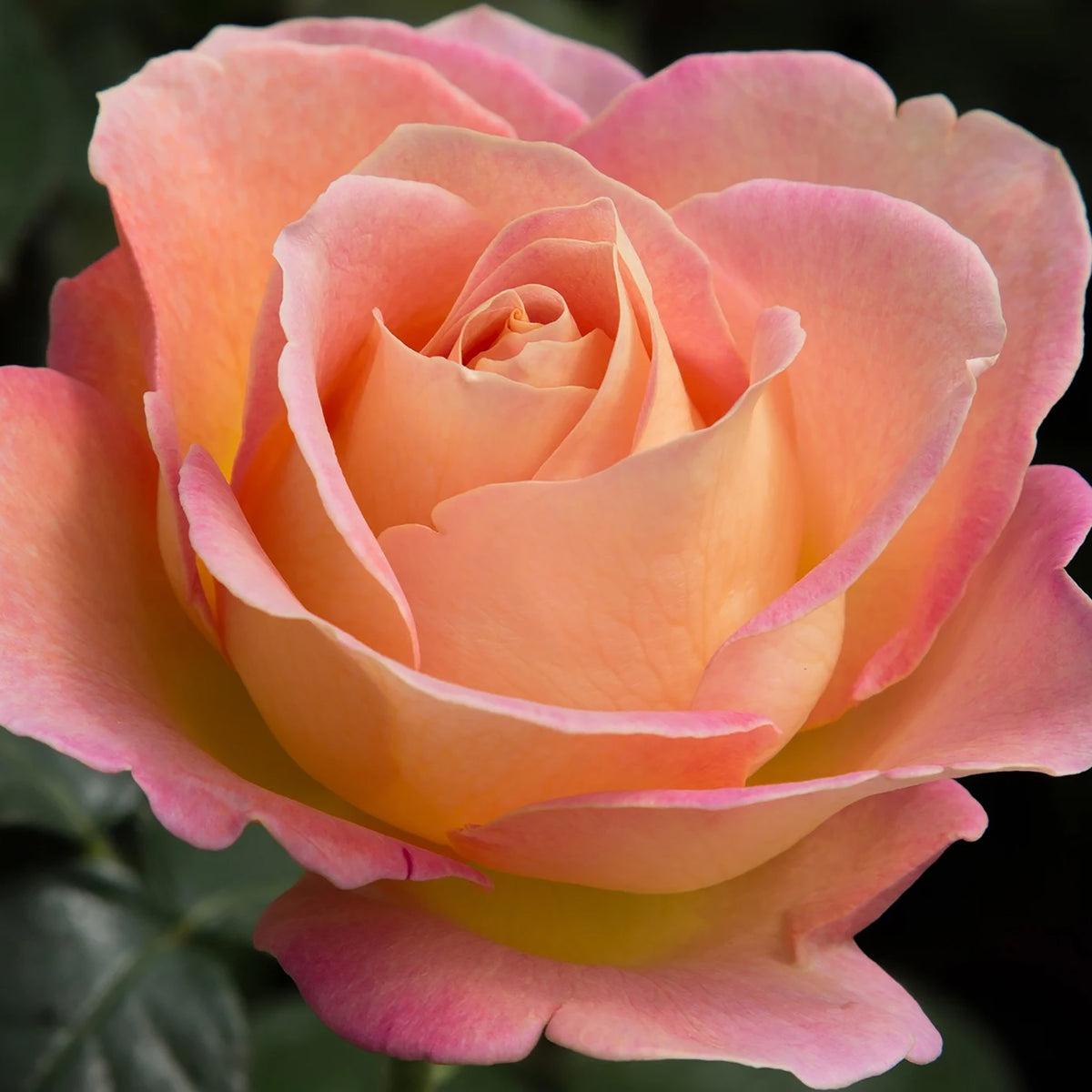 Rose, Hybrid Tea, Elle®