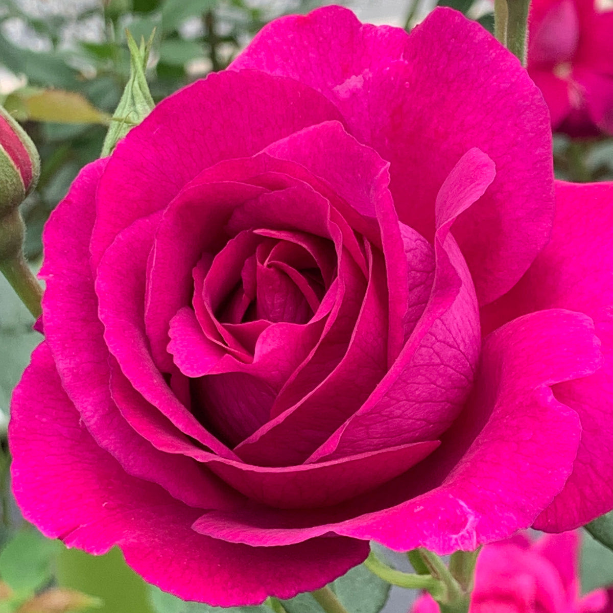 Rose, Floribunda, Purple Aura™