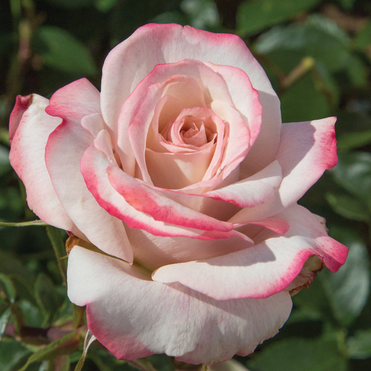 Rose, Hybrid Tea, Pinkerbelle™