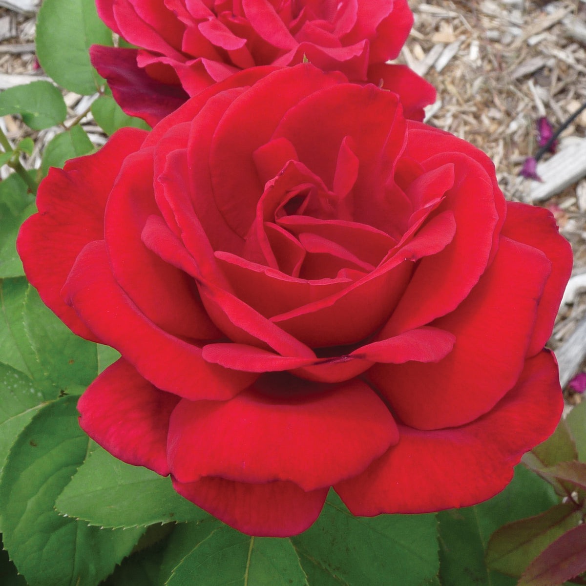 Rose, Hybrid Tea, Chrysler Imperial