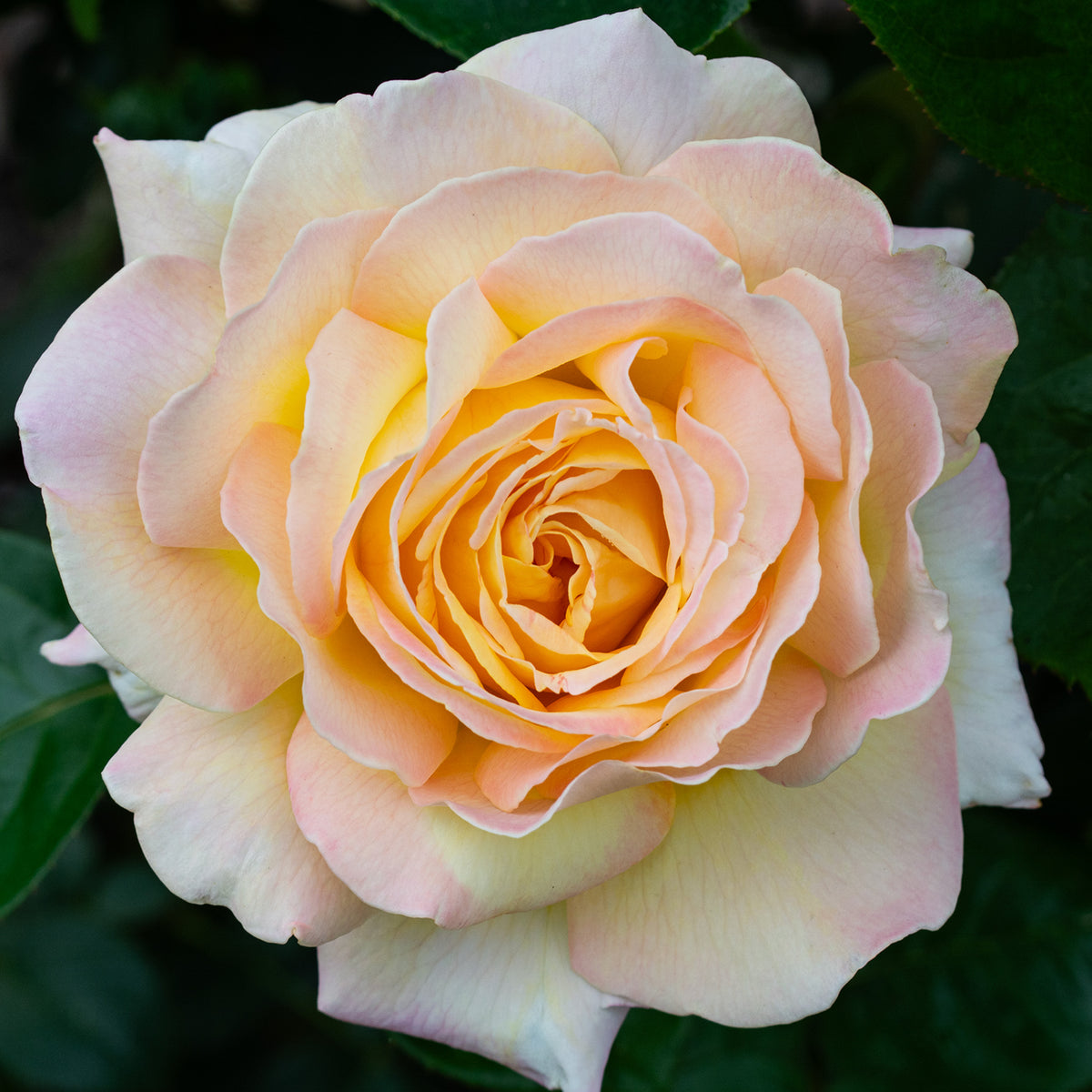 Rose, Hybrid Tea, Peace
