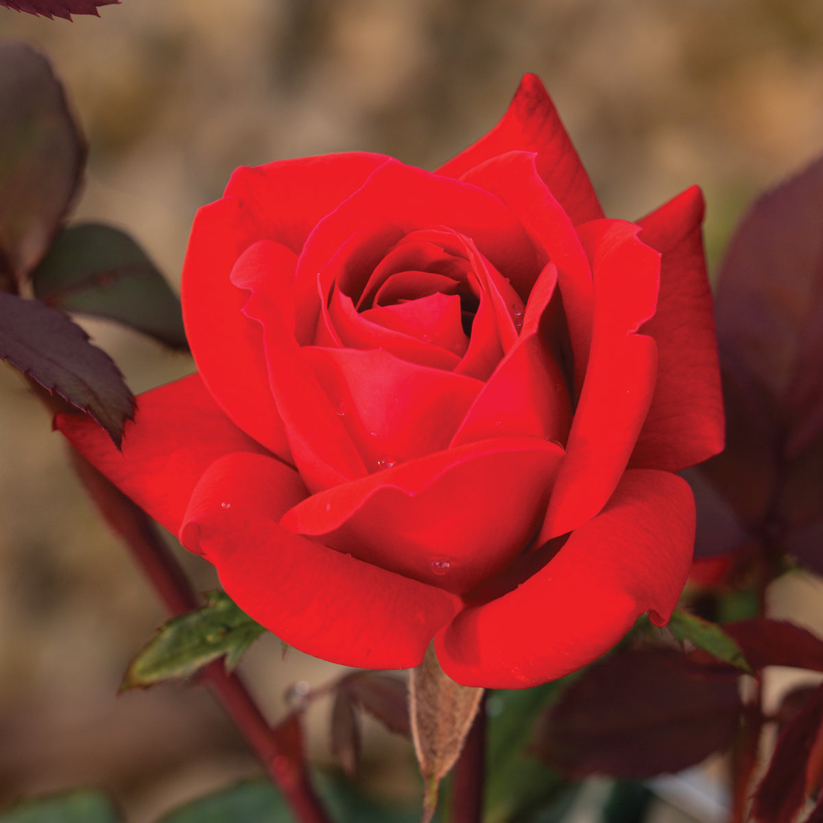 Rose, 24" Patio Tree, Double Knock Out®