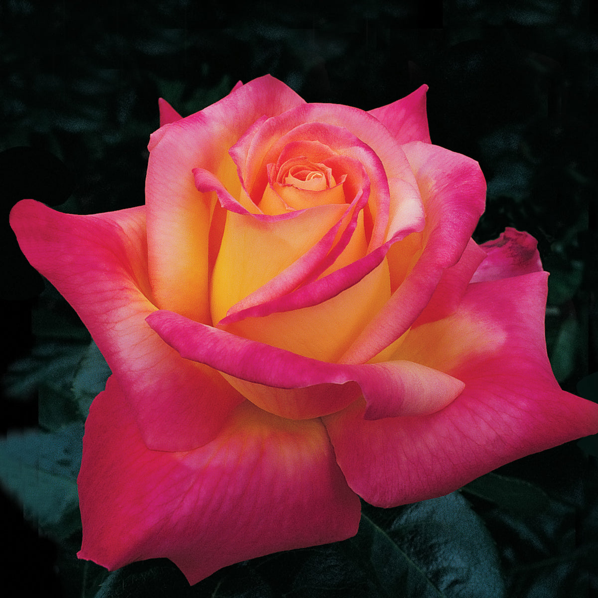 Rose, Hybrid Tea, Love & Peace®