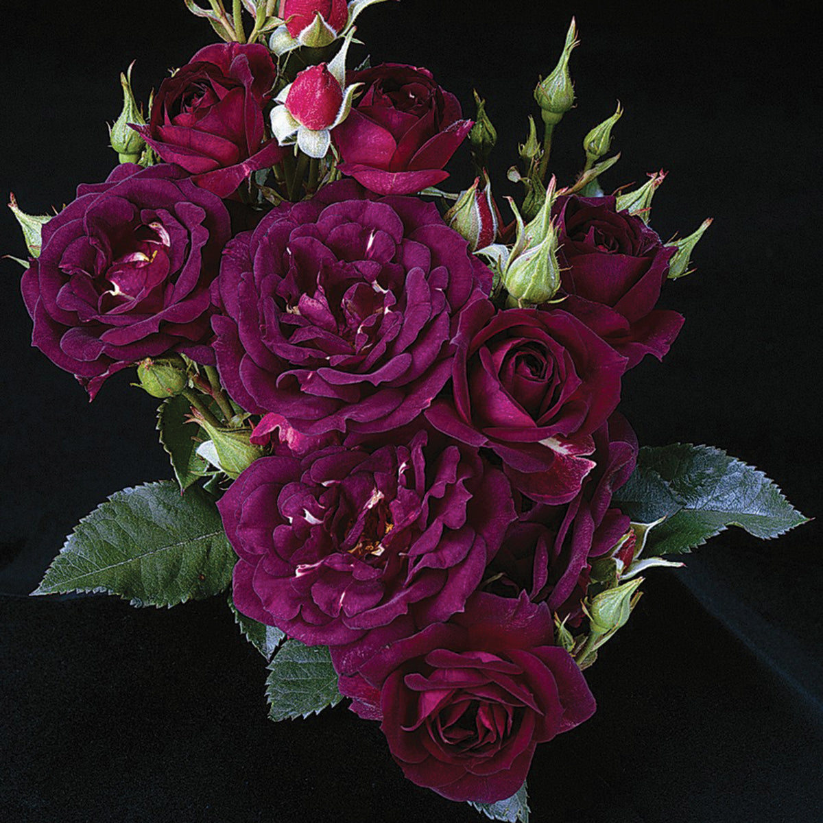 Rose, Shrub, Midnight Blue