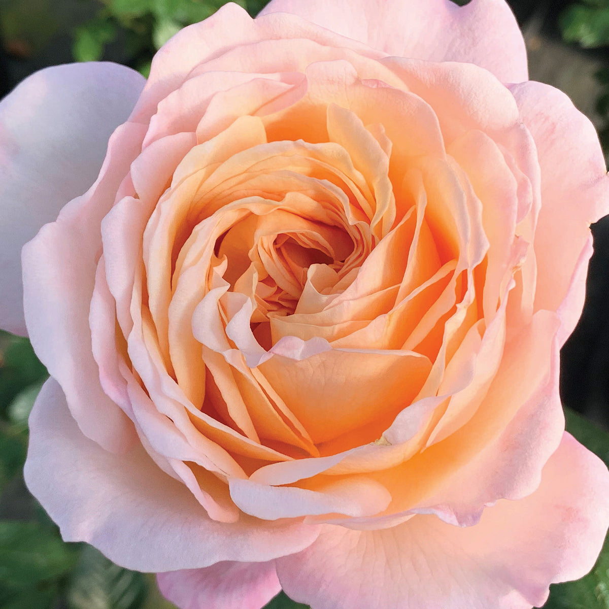 Rose, Hybrid Tea, Parfuma® Sunrise