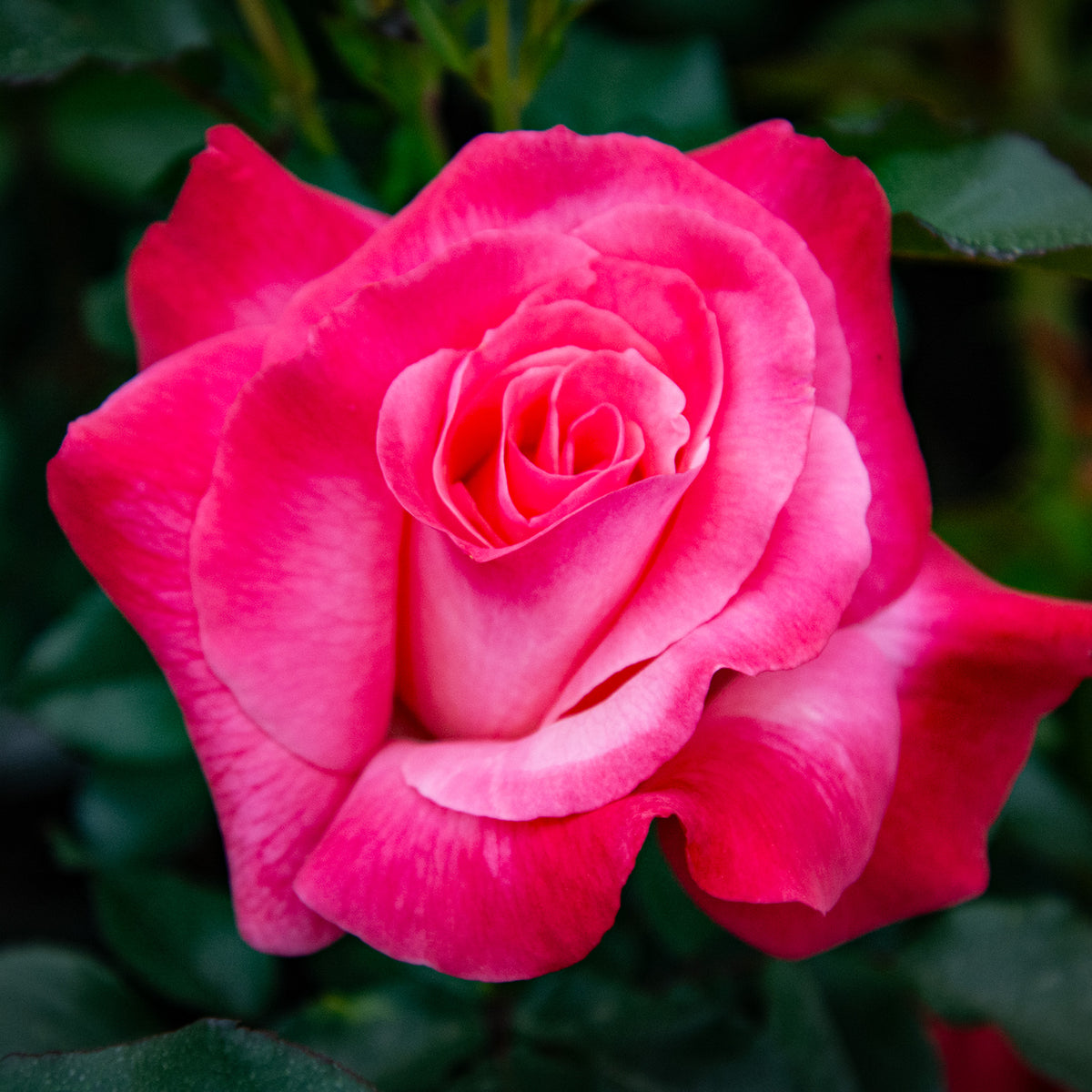 Rose, Hybrid Tea, Color Magic