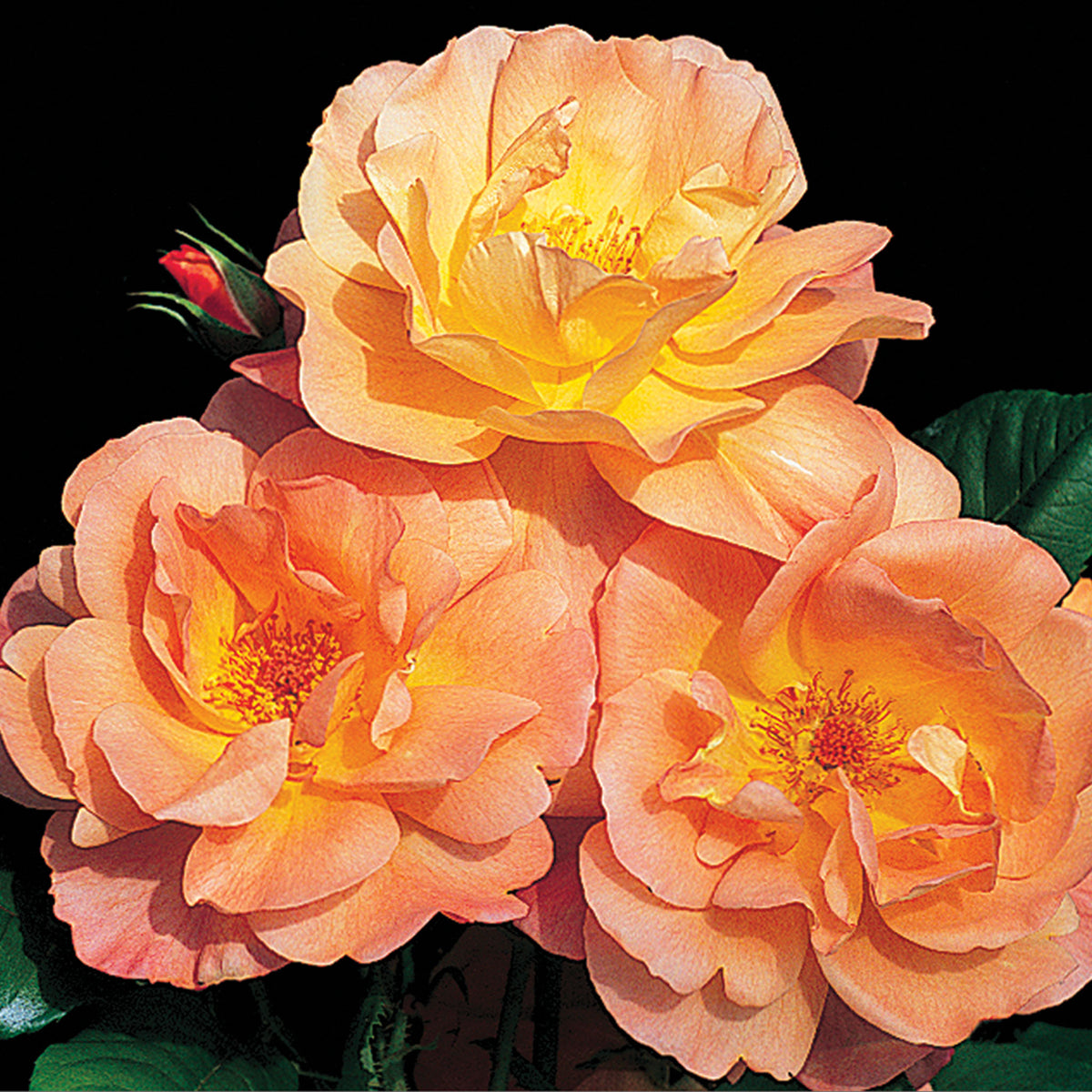 Rose, Climbing, Westerland