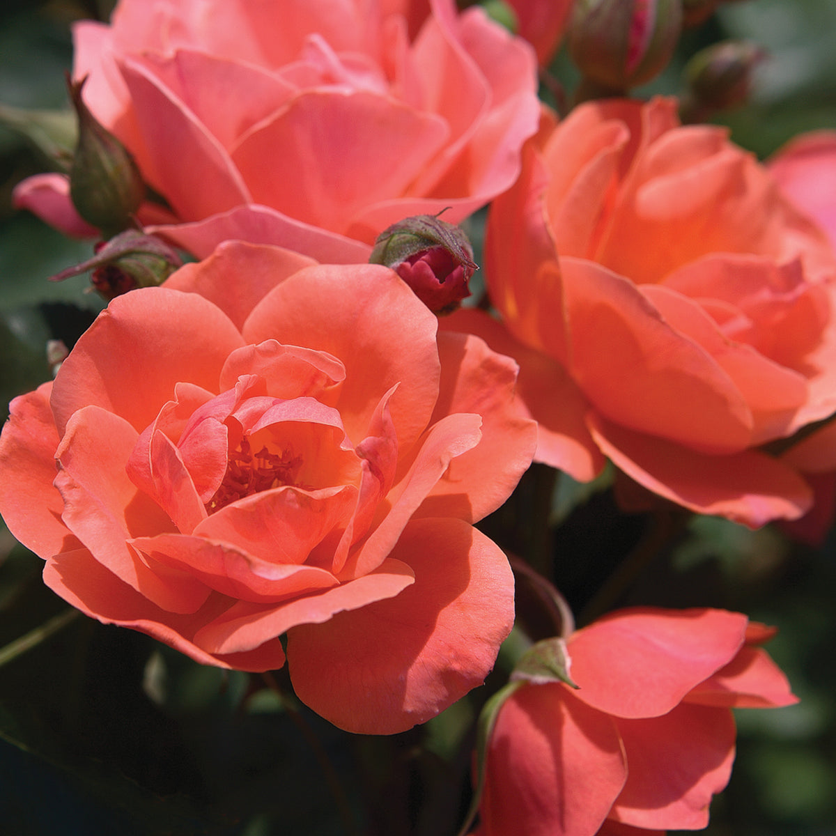 Rose, Shrub, Coral Knock Out®