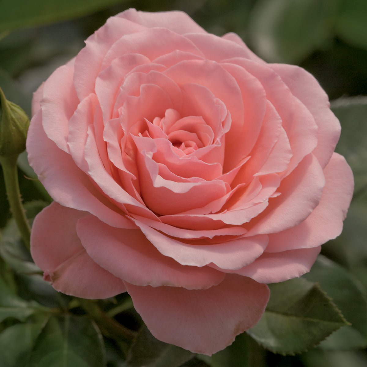 Rose, Floribunda, Sexy Rexy