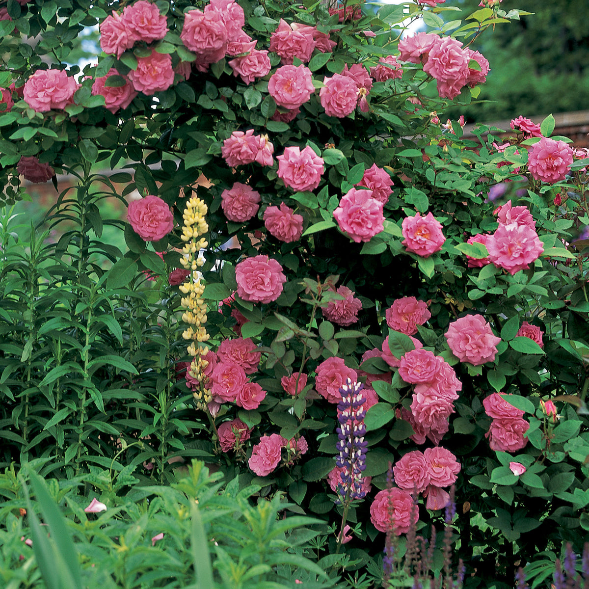 Rose, Climbing, Zephirine Drouhin