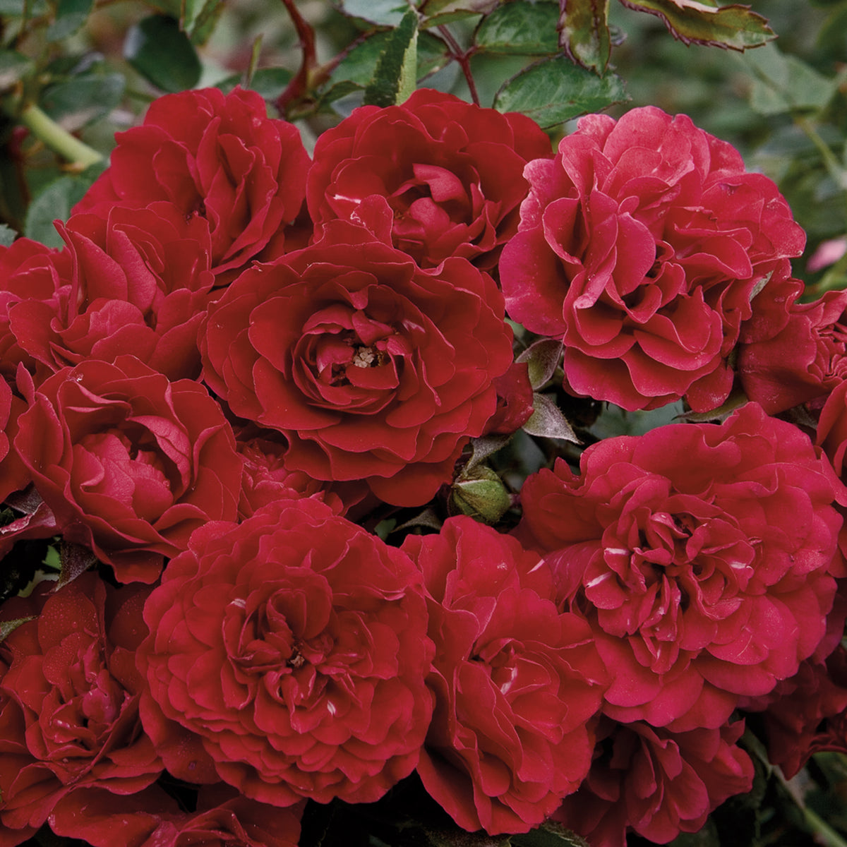 Rose, Groundcover, Meidiland® Fire
