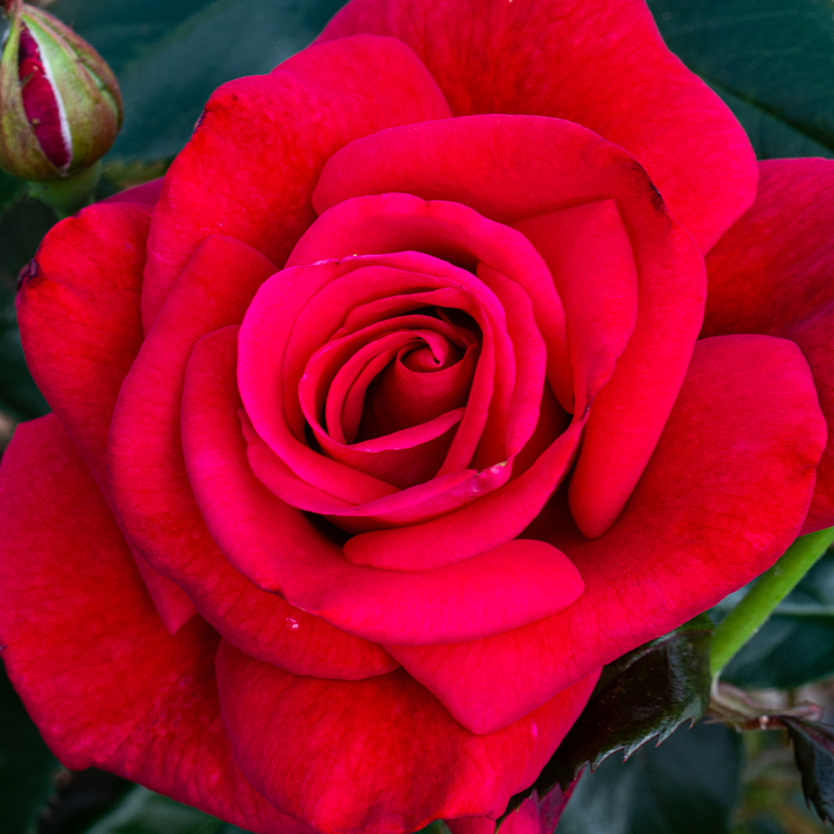 Rose, Hybrid Tea, Lasting Love®