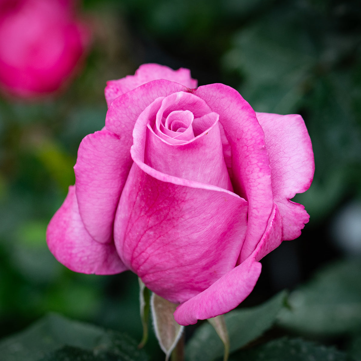Rose, Grandiflora, Fragrant Plum