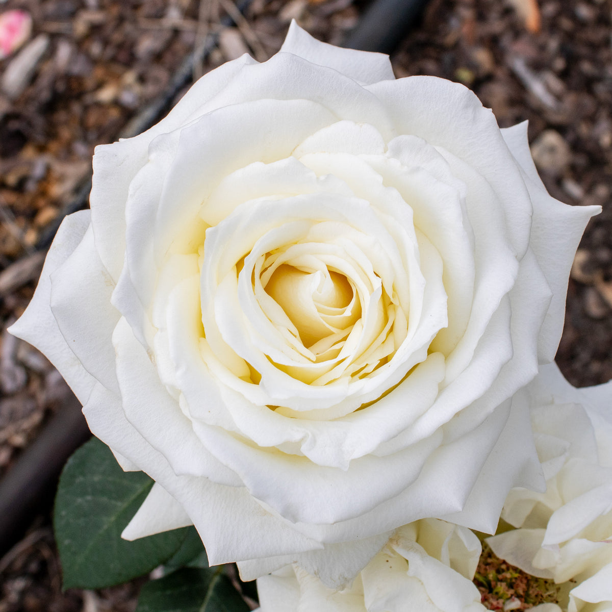 Rose, Hybrid Tea, Tineke