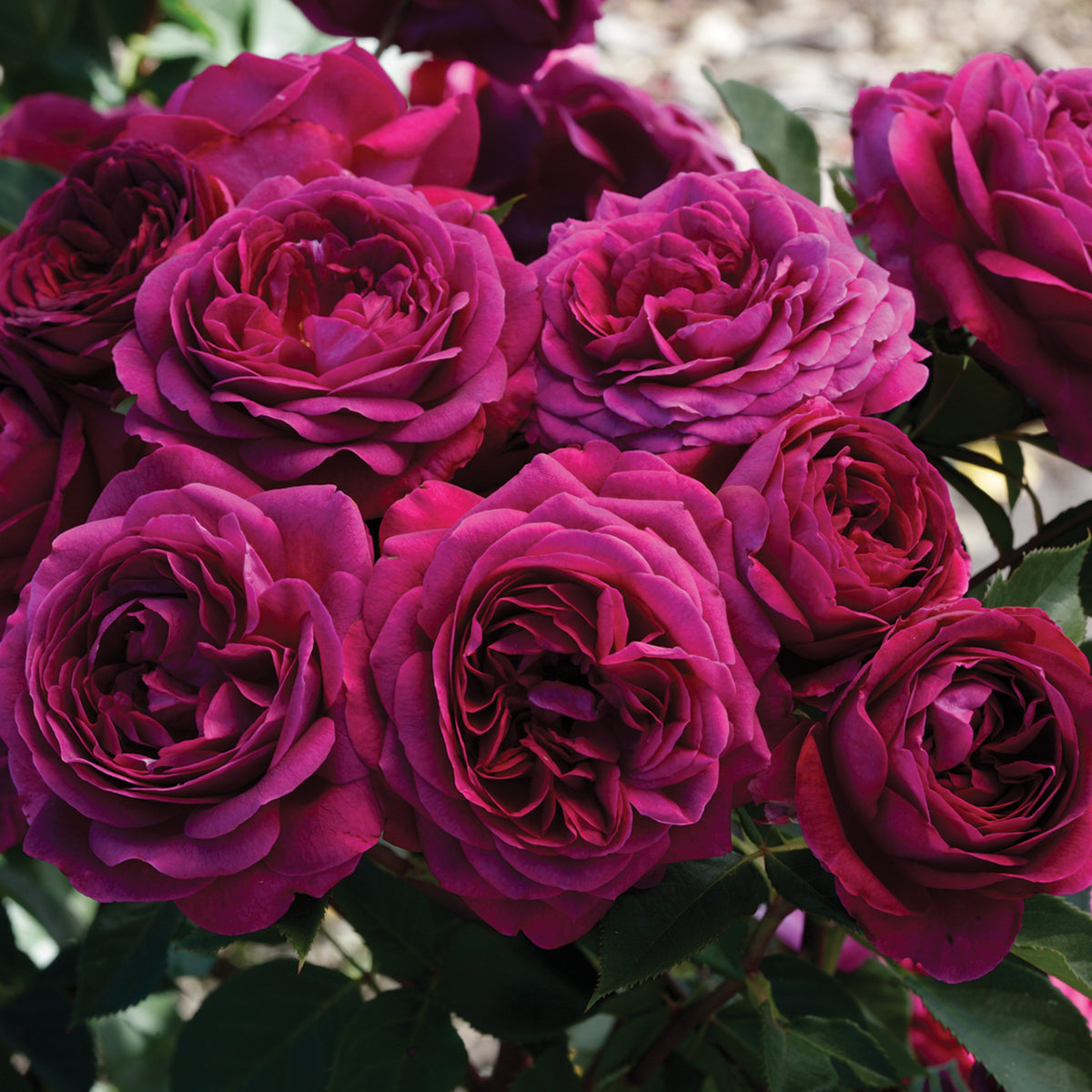 Rose, Floribunda, Celestial Night™