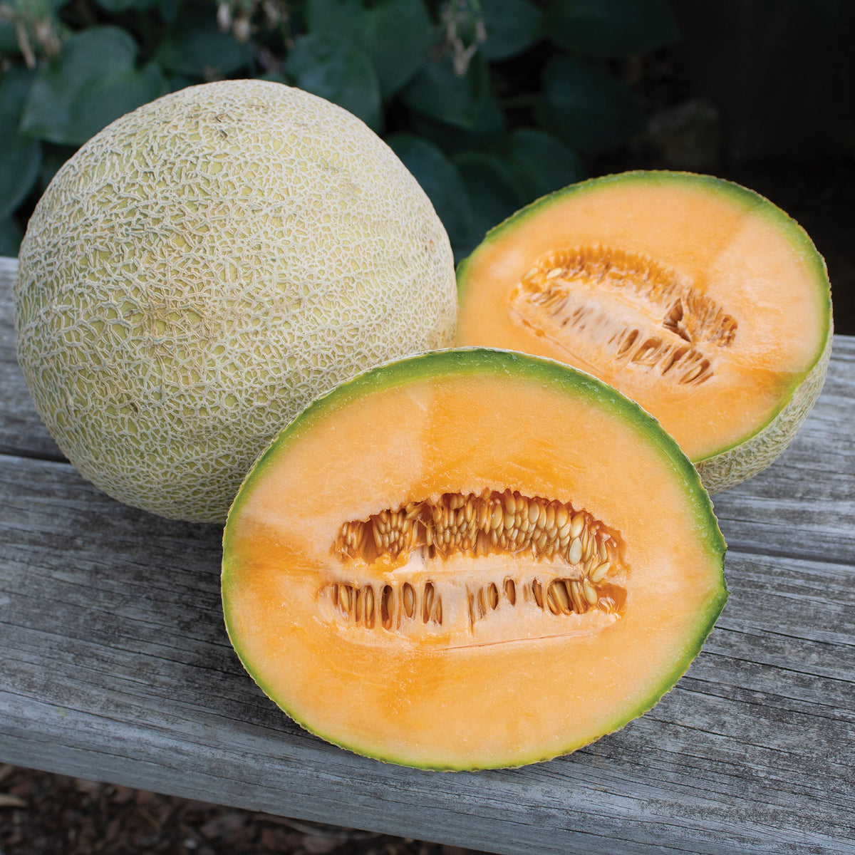 Melon, Athena Hybrid