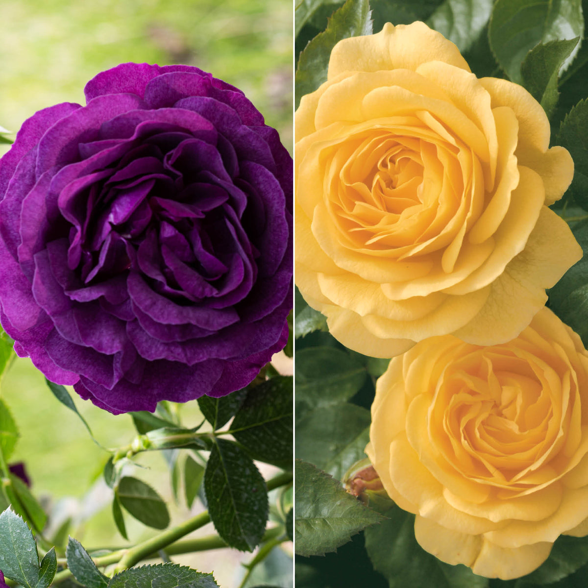 Rose, Twofer™ Tree, Ebb Tide® & Julia Child
