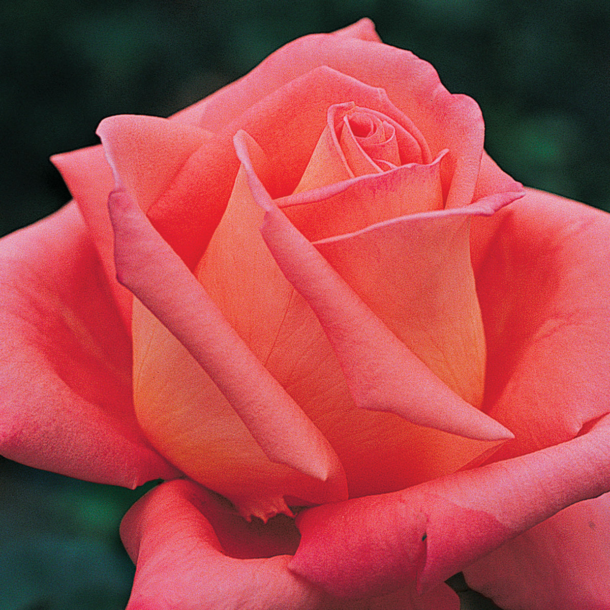 Rose, Hybrid Tea, Folklore