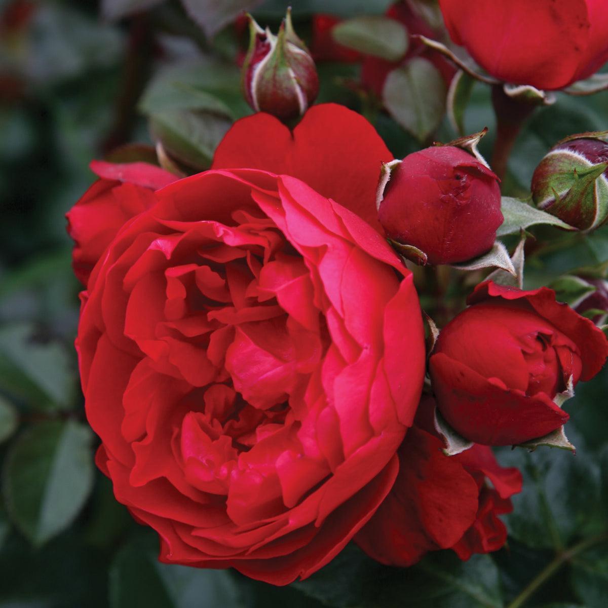 Rose, Climbing, Arborose® Florentina