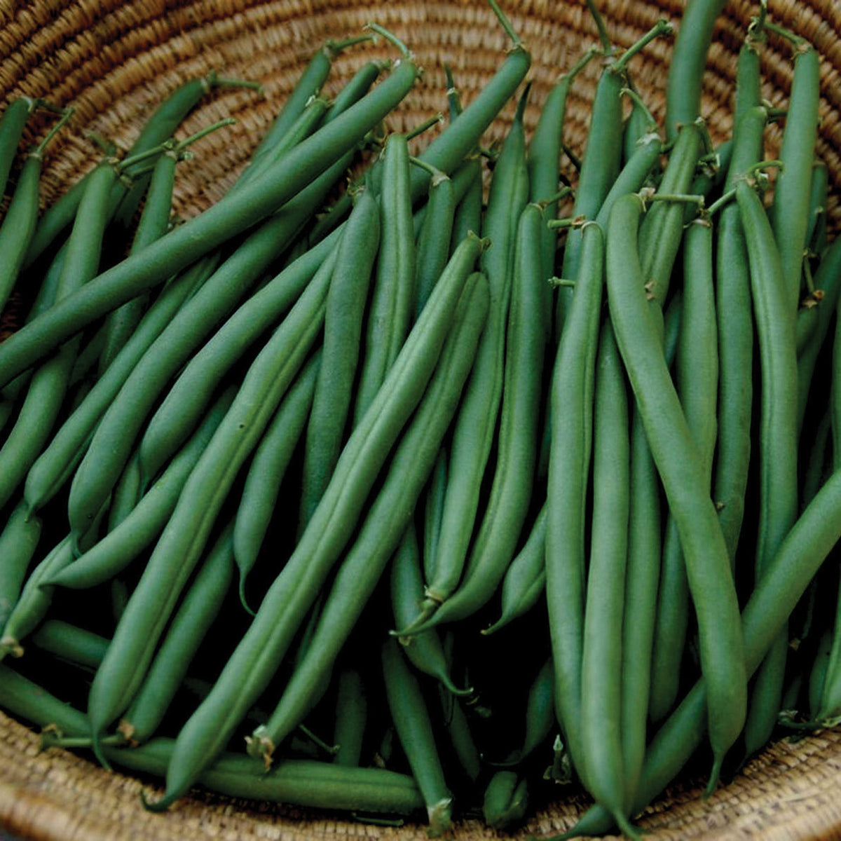 Bean, Bush, Annihilator