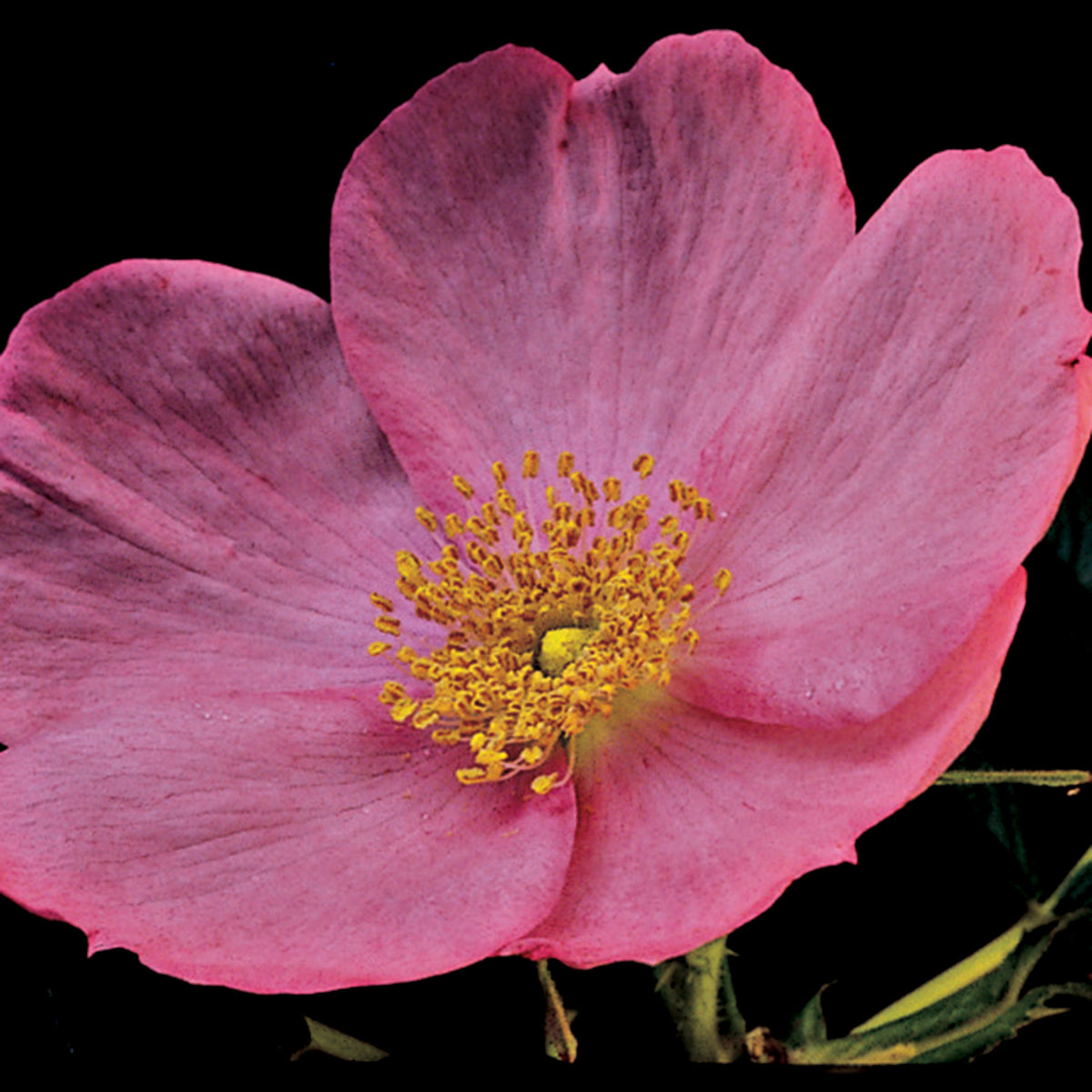Rose, Shrub, Frau Dagmar Hartopp
