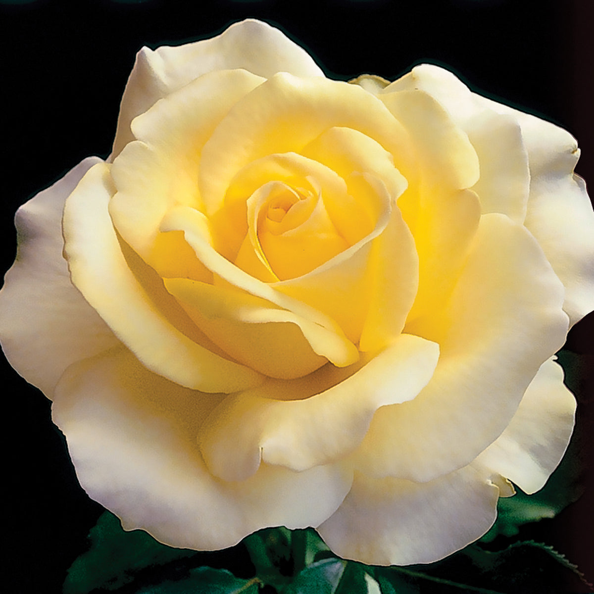 Rose, Hybrid Tea, Elina