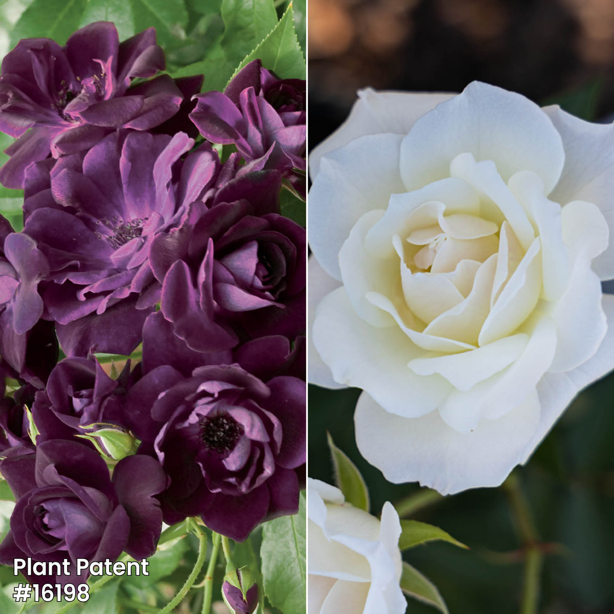 Rose, Twofer™ Tree, Burgundy Iceberg & Iceberg