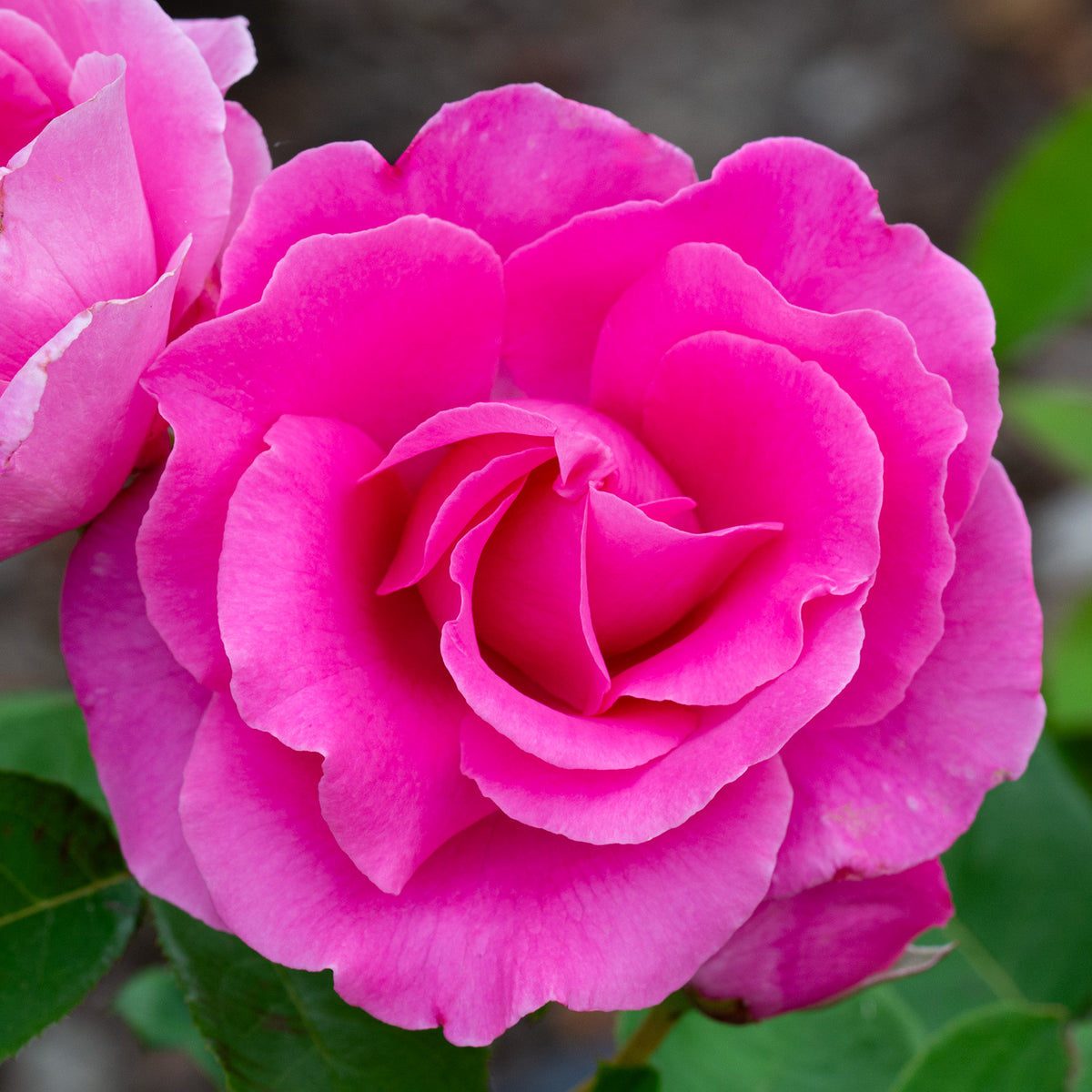 Rose, Hybrid Tea, The McCartney Rose™