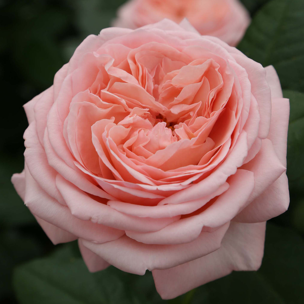 Rose, Hybrid Tea, Martha Stewart™