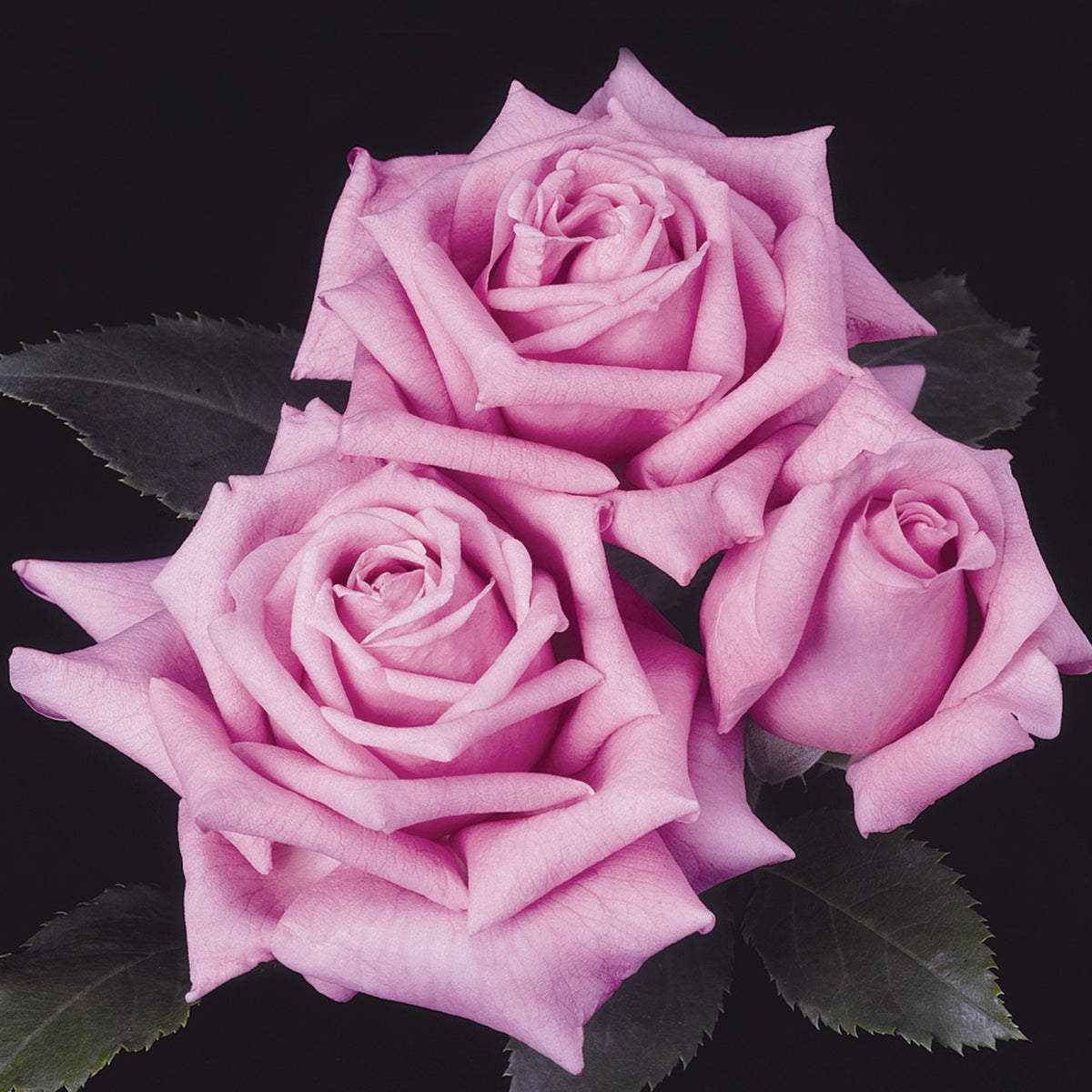 Rose, Shrub, Belinda's Dream