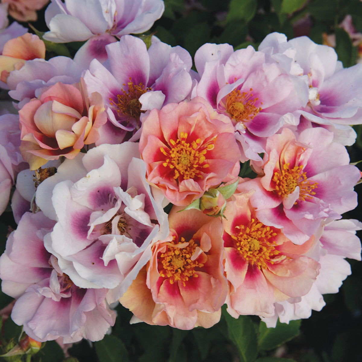 Rose, Shrub, Easy on the Eyes™