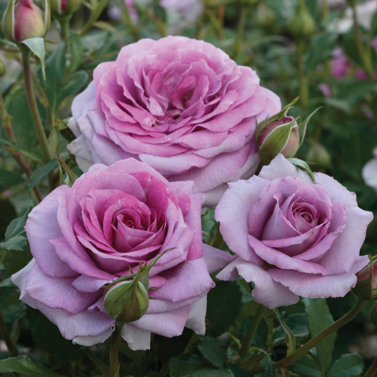 Rose, Floribunda, Violet's Pride™