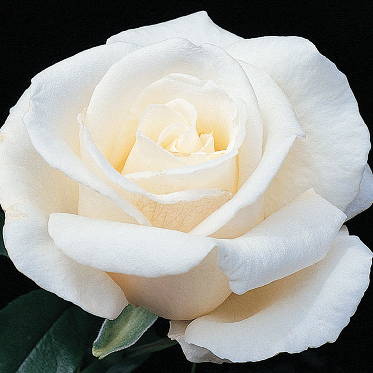 Rose, Hybrid Tea, Full Sail