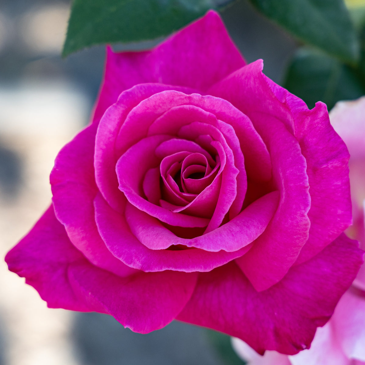 Rose, Hybrid Tea, Perfume Delight