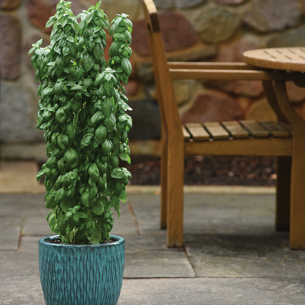Basil, Everleaf Emerald Towers