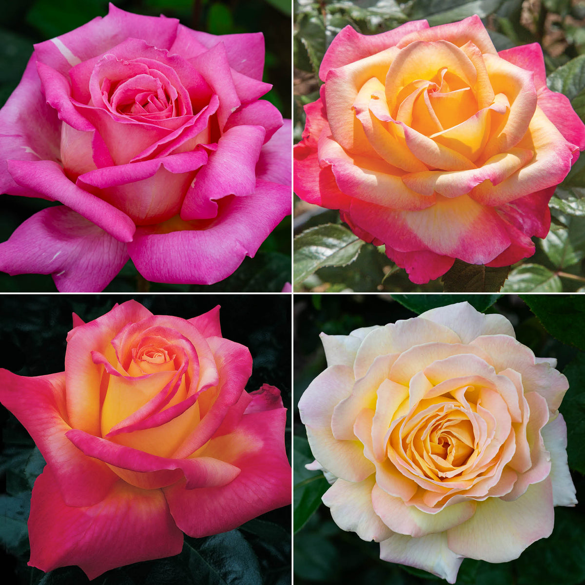 Peace Rose Collection