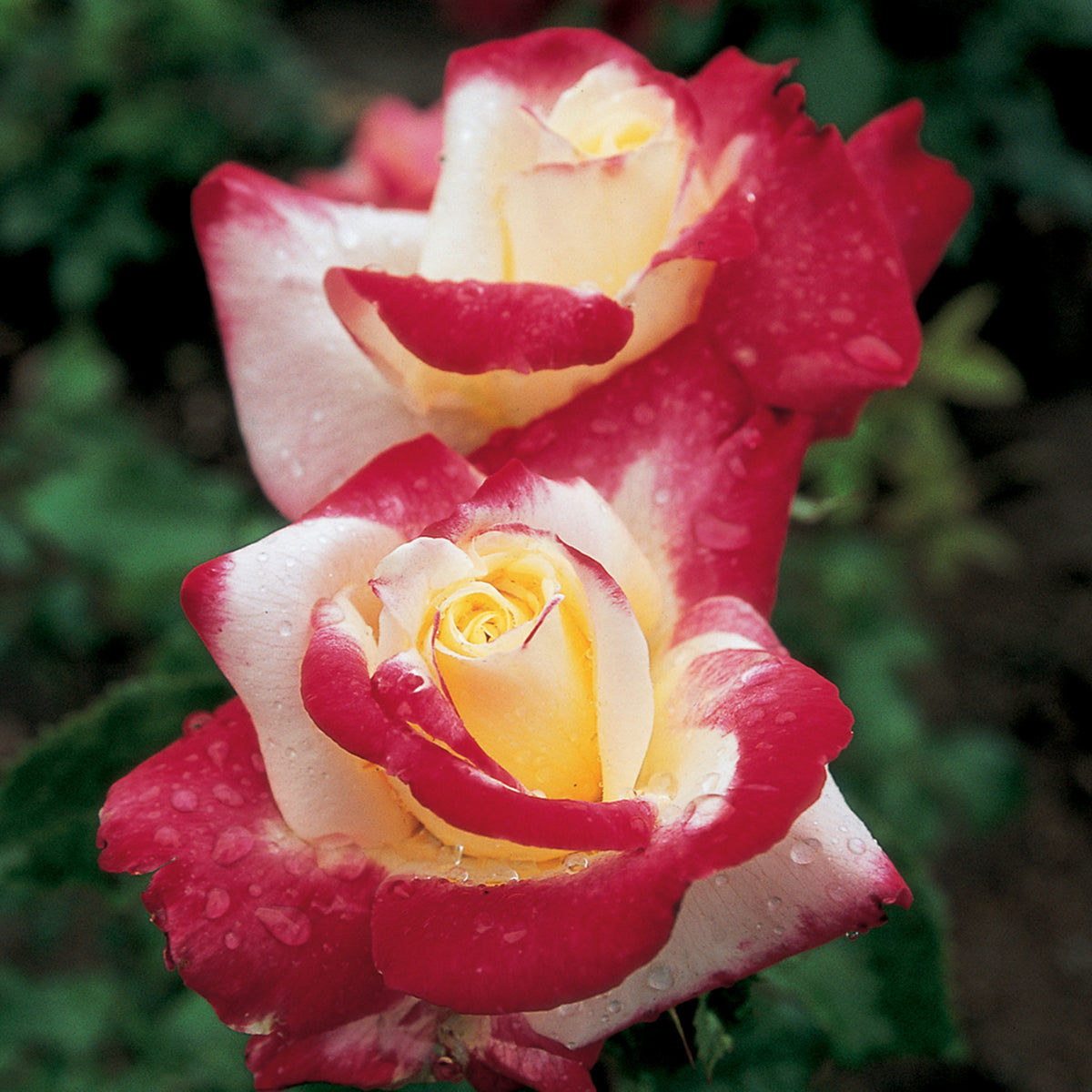 Rose, 36" Tree, Double Delight