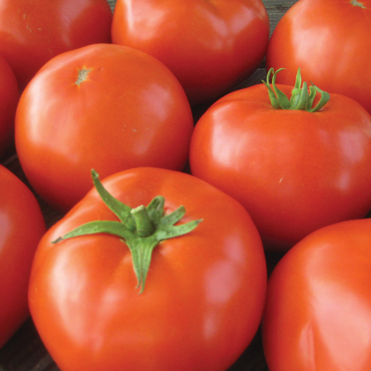 Tomato, Mountain Merit Hybrid
