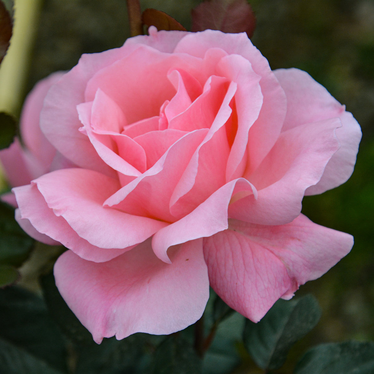 Rose, Grandiflora, Queen Elizabeth