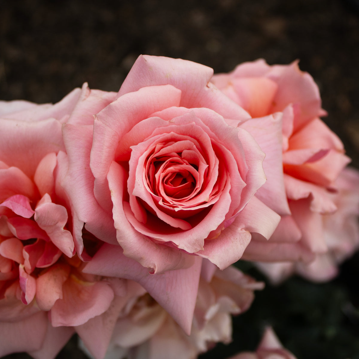 Rose, Hybrid Tea, Apricot Candy™