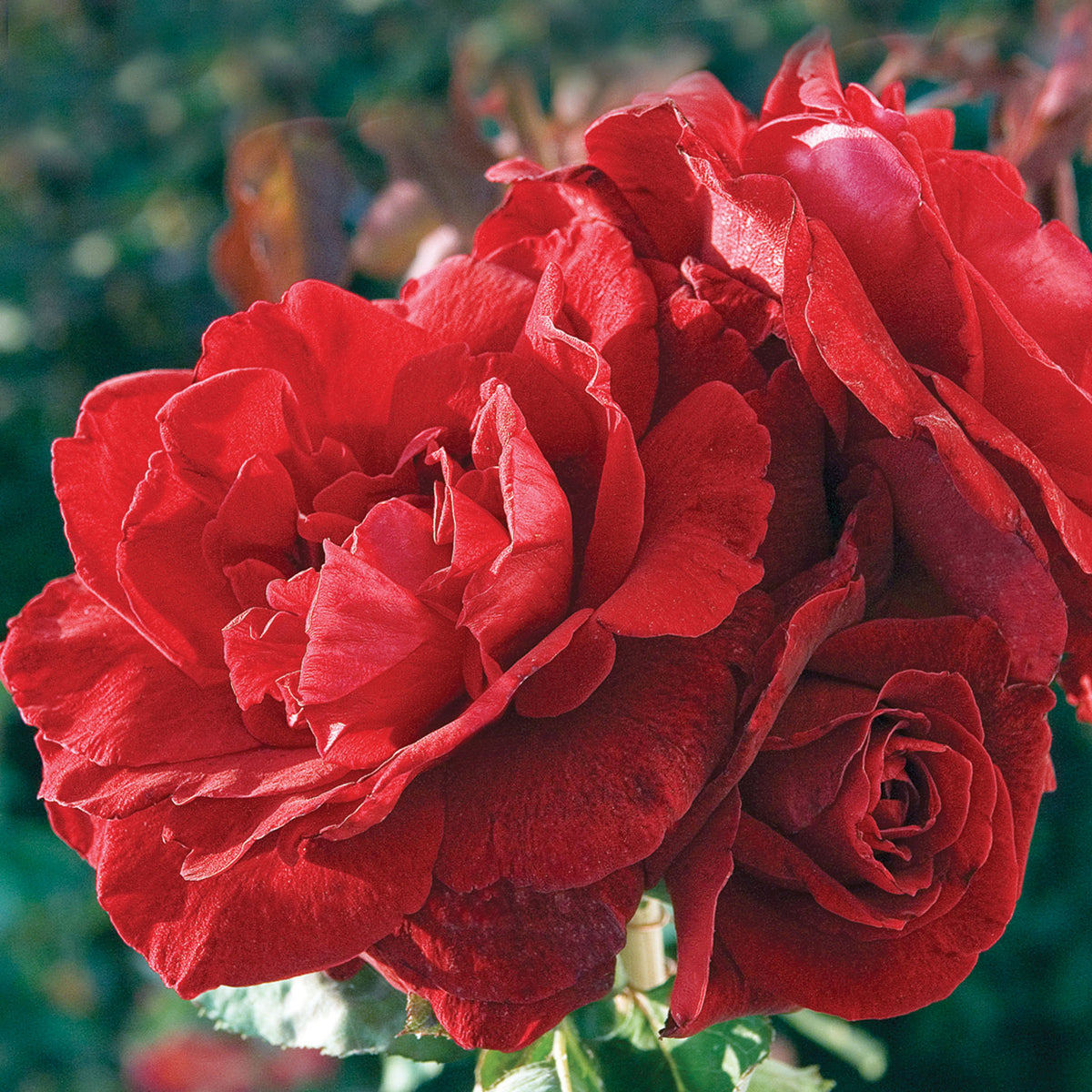 Rose, Climbing, Don Juan