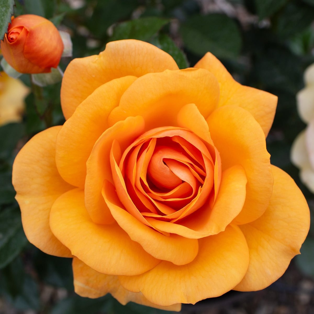 Rose, Floribunda, South Africa®