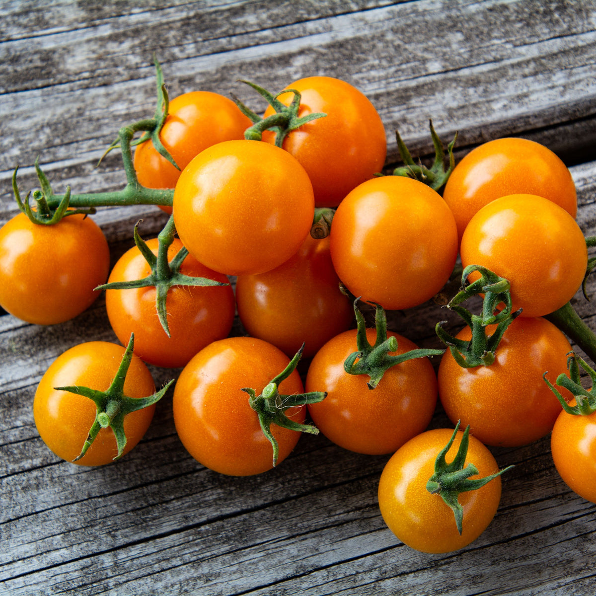 Tomato, Sunsugar Hybrid