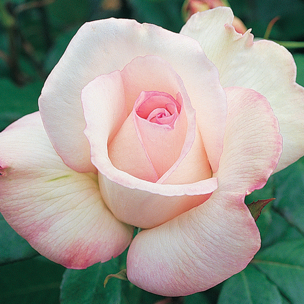 Rose, Hybrid Tea, Sheer Bliss